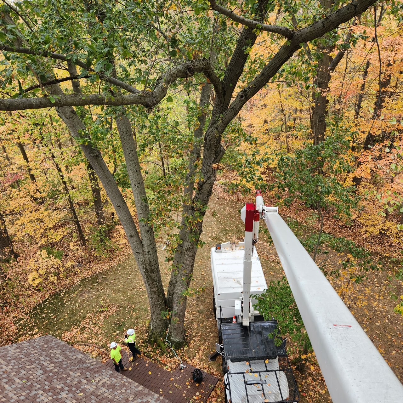 Tree service job photo 3